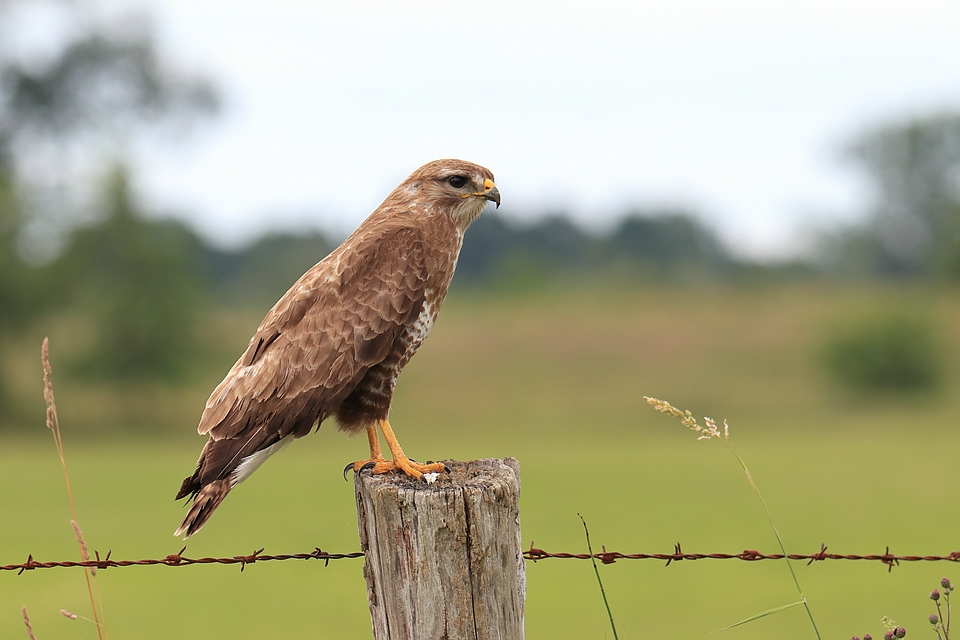 Buteo buteo - Mäusebussard