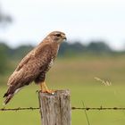 Buteo buteo - Mäusebussard