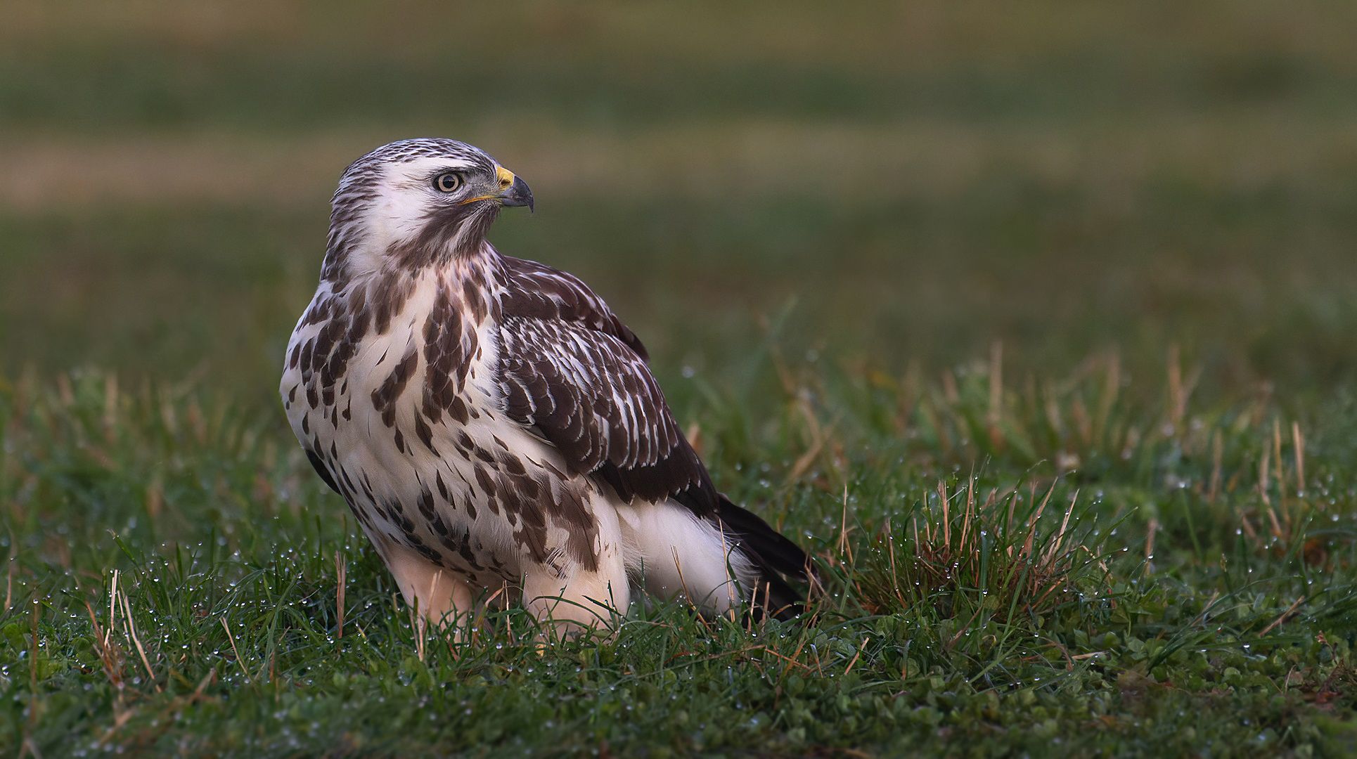 Buteo buteo - Mäusebussard  helle Morphe - auf der Suche nach Regenwürmern 