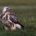 Buteo buteo - Mäusebussard  helle Morphe - auf der Suche nach Regenwürmern 