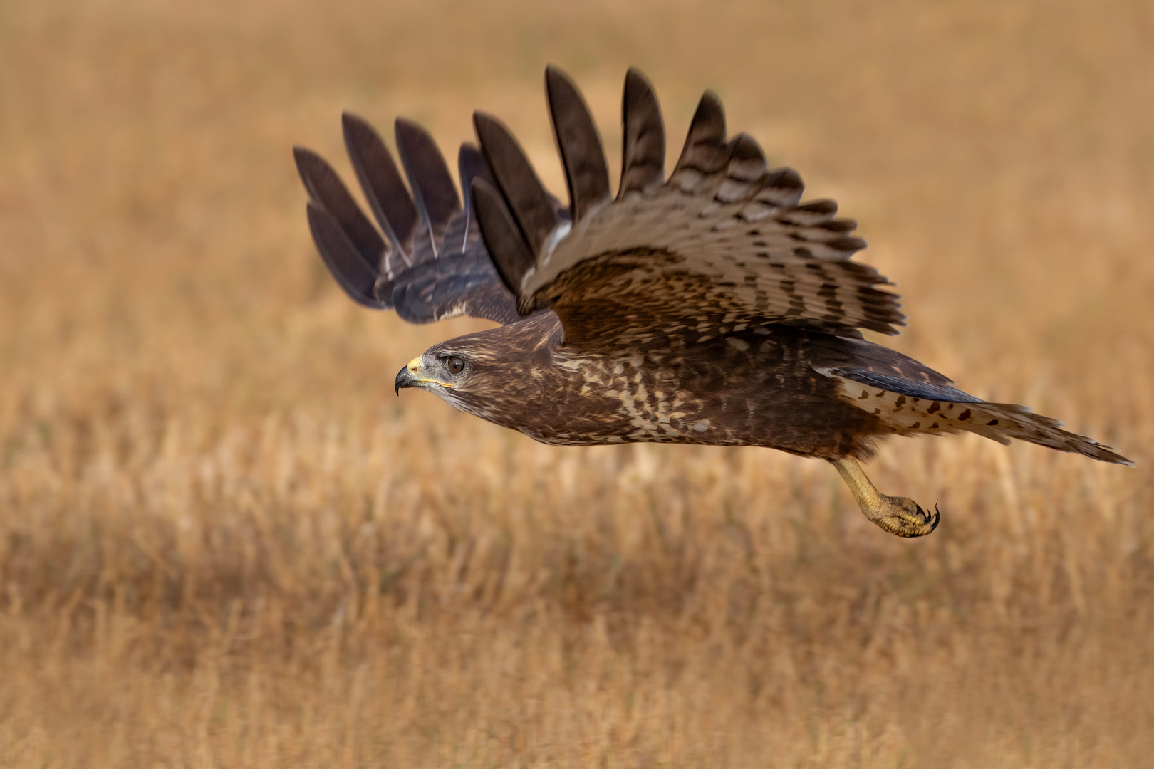 Buteo buteo - Mäusebussard  im Flug 