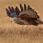 Buteo buteo - Mäusebussard  im Flug 