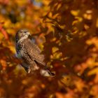 Buteo buteo - Mäusebussard  im Herbstlaub 