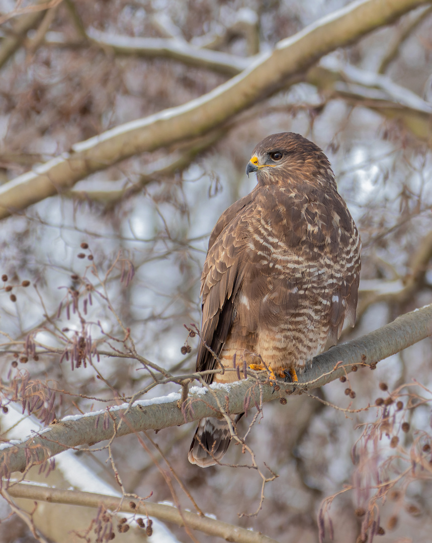 Buteo buteo - Mäusebussard im Winter