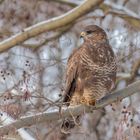 Buteo buteo - Mäusebussard im Winter