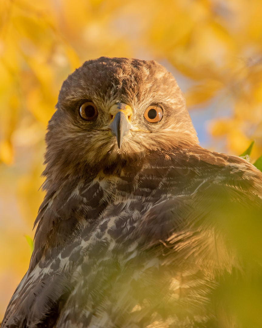 Buteo buteo  - Mäusebussard - Porträt in Gelb 