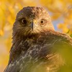 Buteo buteo  - Mäusebussard - Porträt in Gelb 