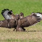 Buteo buteo (poiana)