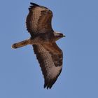 Buteo buteo vulpinus