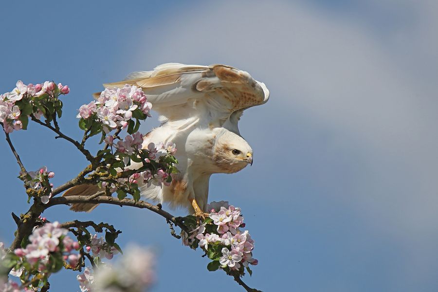 Buteo Cappuccino
