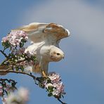 Buteo Cappuccino 