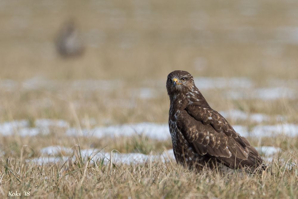 Buteo