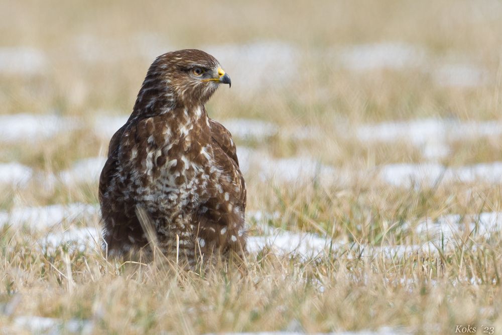 Buteo der Schöne