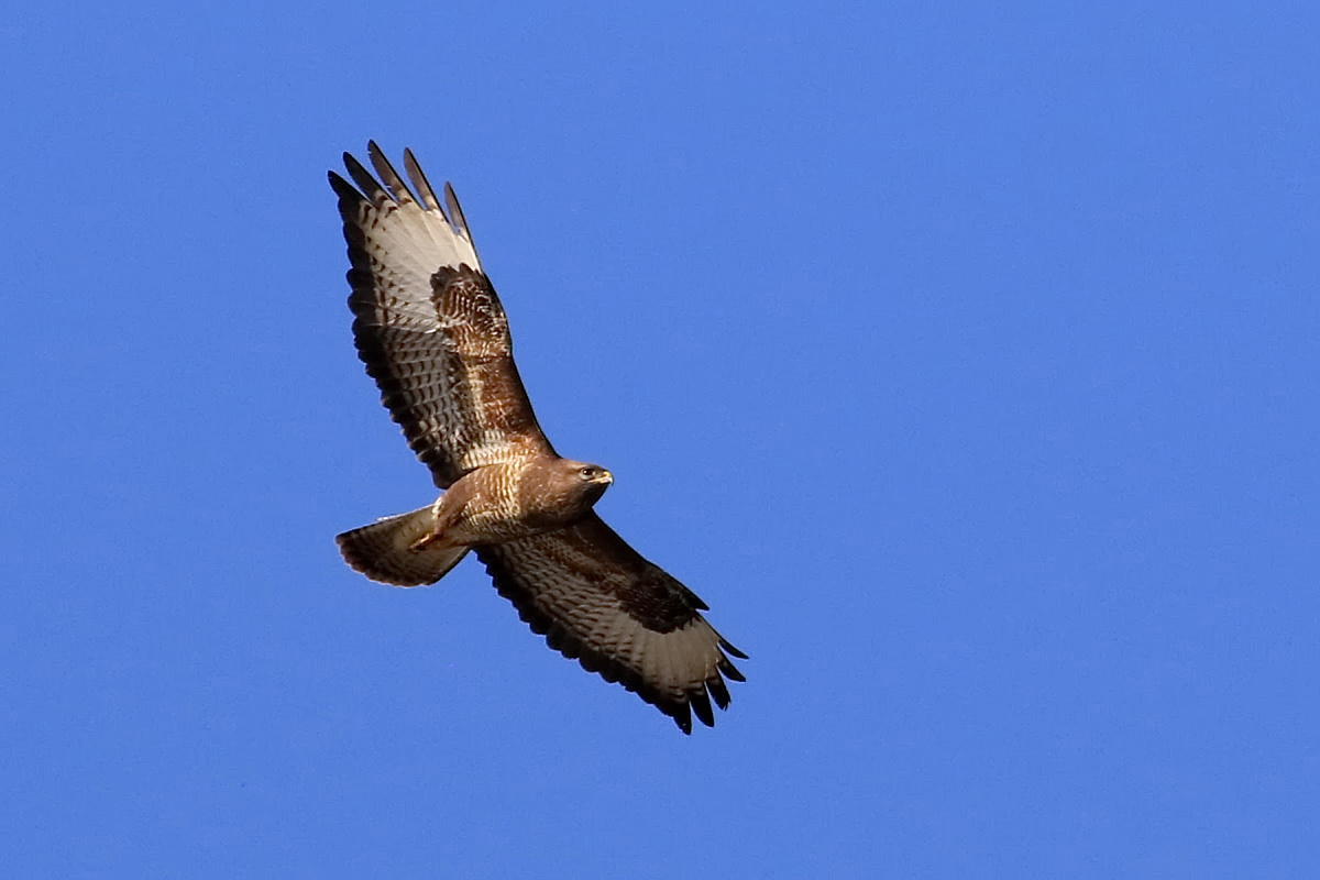 Buteo Foto & Bild fotos, winter, natur Bilder auf