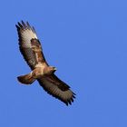 Buteo