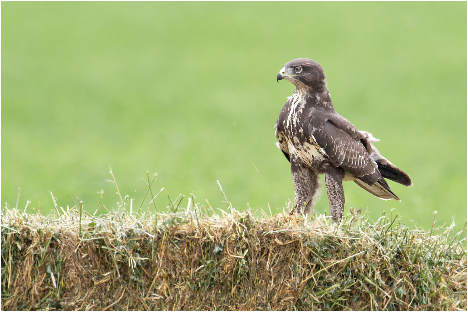 Buteo