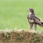 Buteo