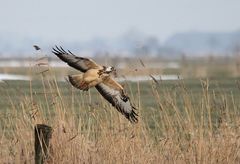 Buteo hovercraftii