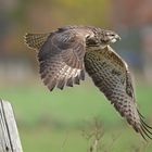 Buteo im Abflug