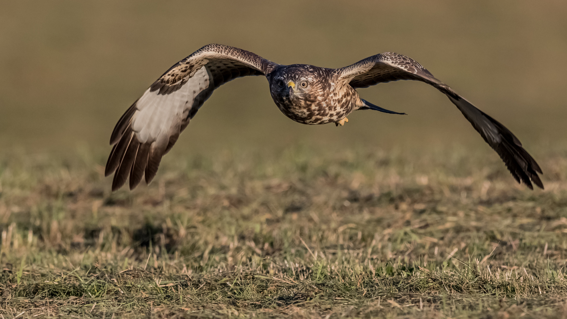 Buteo im Anflug