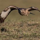 Buteo im Anflug