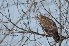 Buteo im Astgewirr