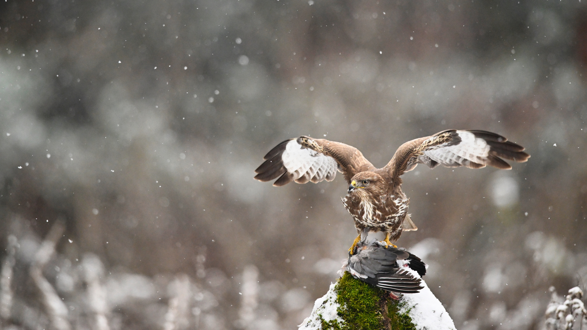 Buteo im ersten Schnee..