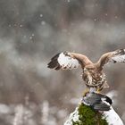 Buteo im ersten Schnee..