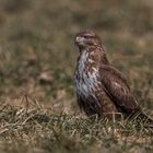 Buteo im Grase