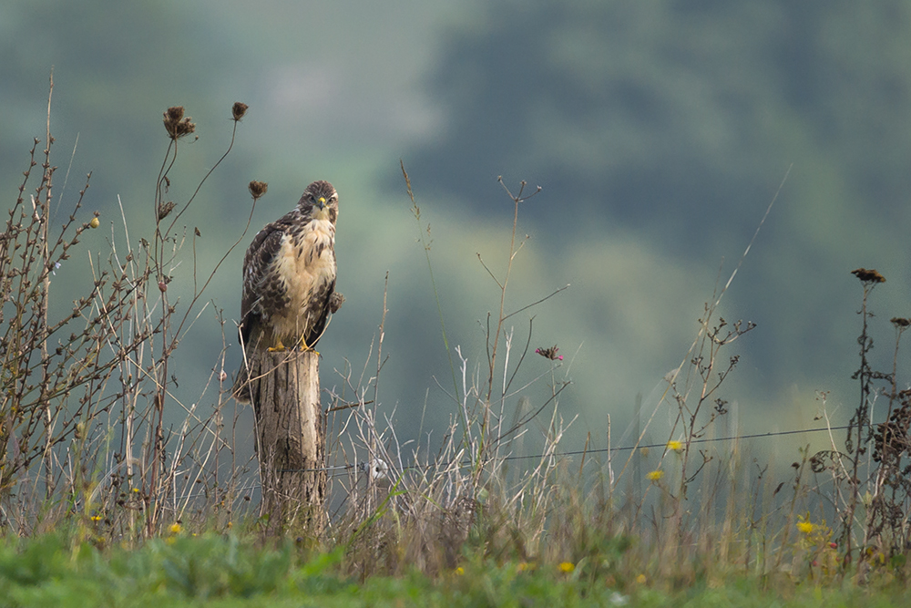 Buteo in der Herbstlandschaft