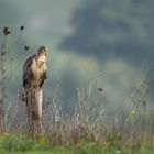 Buteo in der Herbstlandschaft