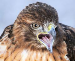 Buteo jamaicensis (Rotschwanzbussard)