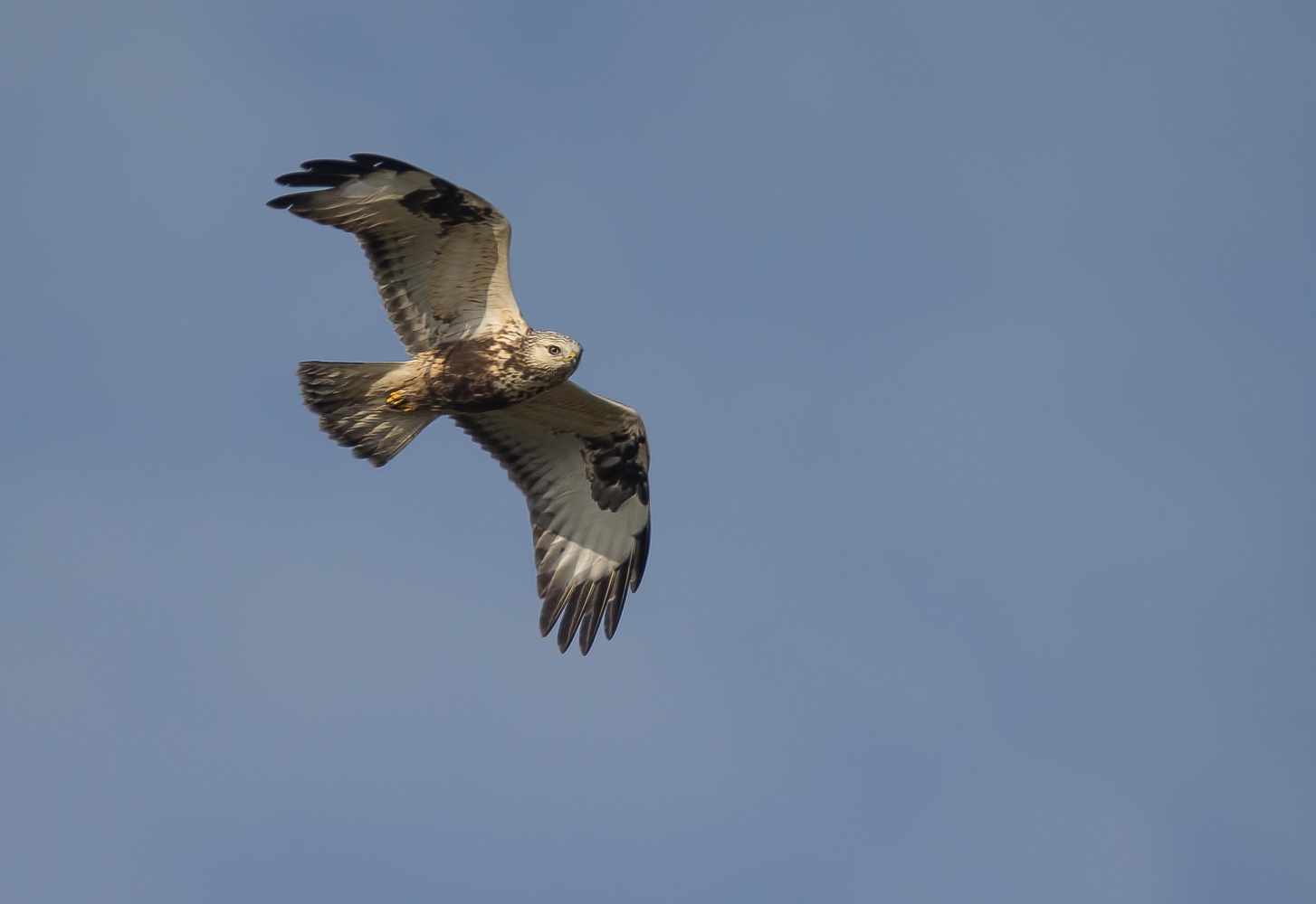 Buteo Lagopus