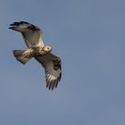 Buteo Lagopus