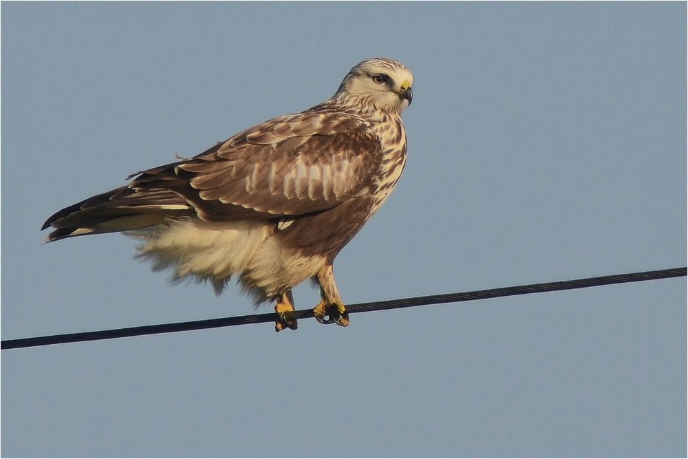 Buteo lagopus