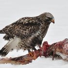 Buteo lagopus