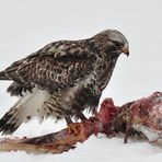 Buteo lagopus