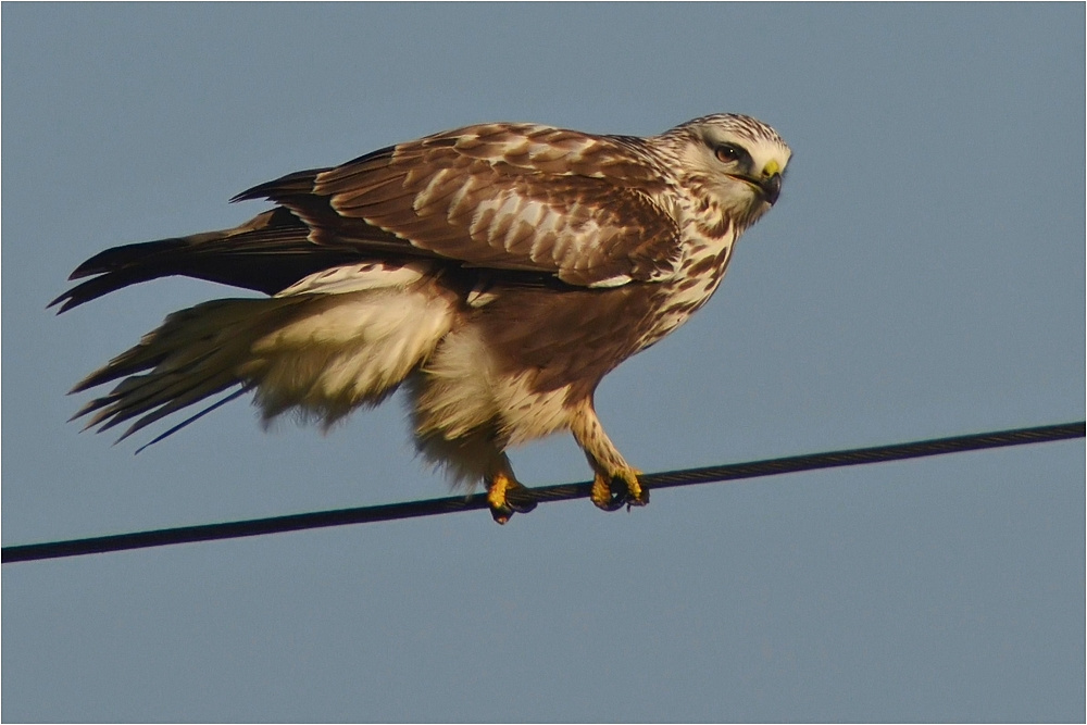 Buteo lagopus