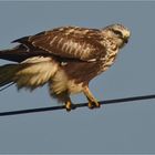 Buteo lagopus