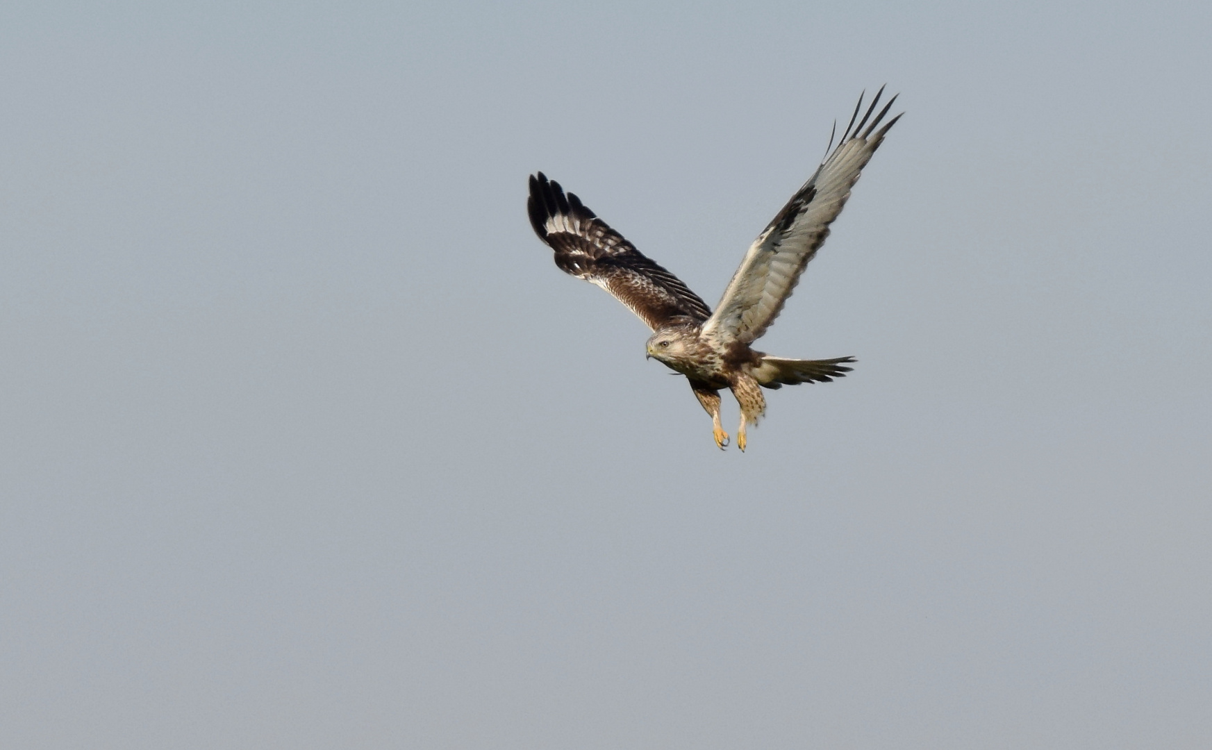 Buteo lagopus