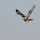 Buteo lagopus