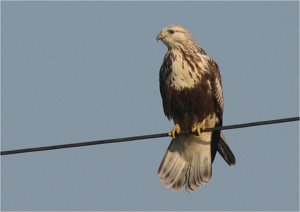 Buteo lagopus