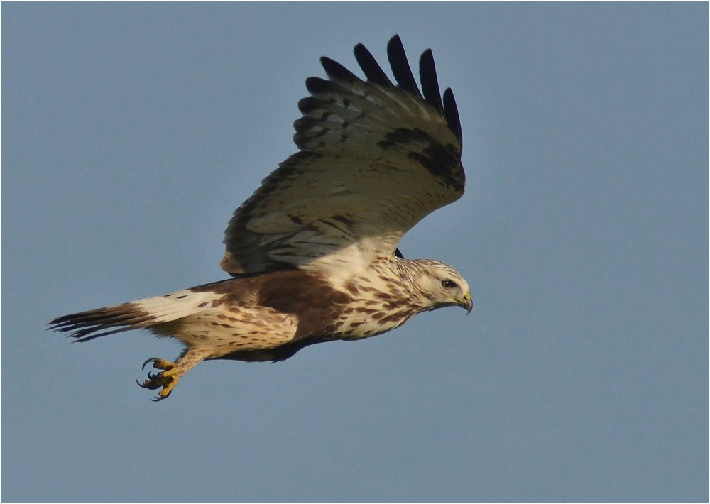 Buteo lagopus