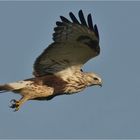 Buteo lagopus