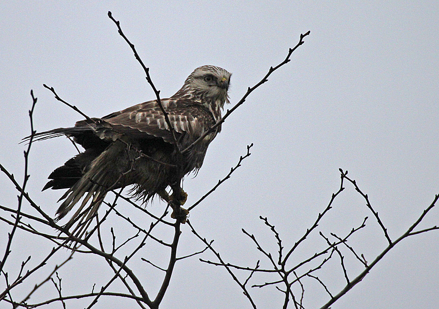 Buteo lagopus