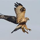 Buteo lagopus