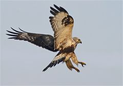 Buteo lagopus