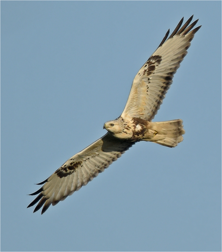 Buteo lagopus