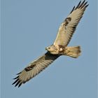 Buteo lagopus