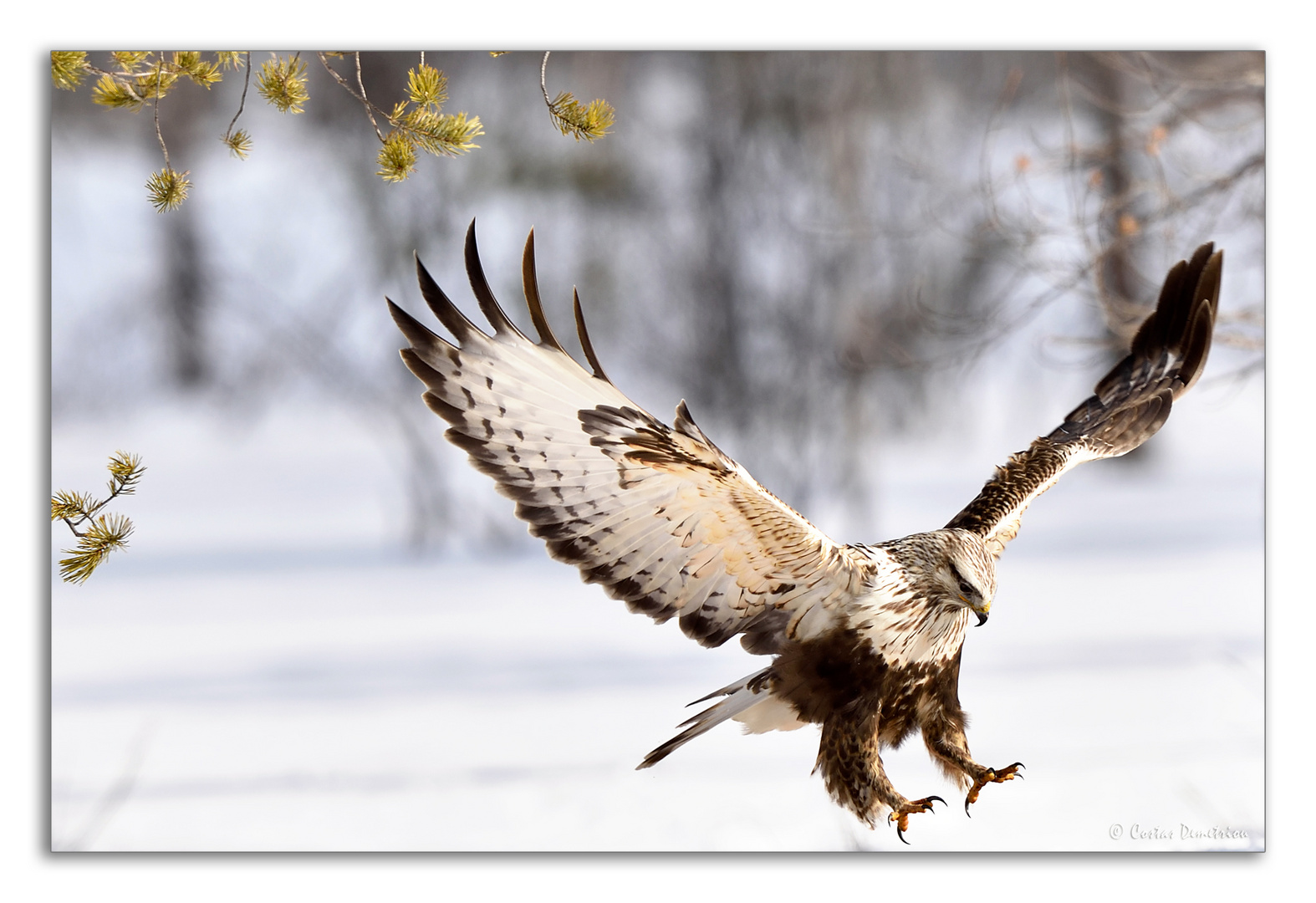 Buteo-lagopus